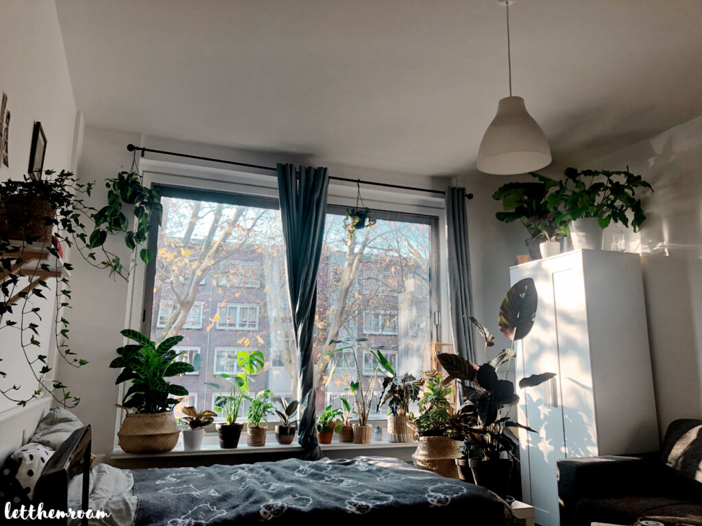 my-room-with-plants