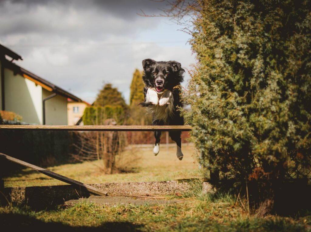 a dog jumping through a plank